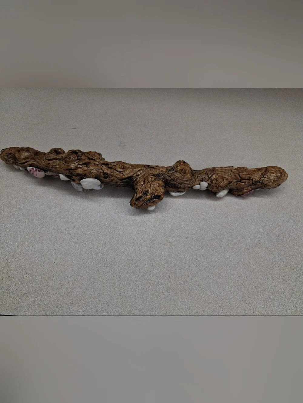 Driftwood Decor with Natural Shell Accents - White & Brown